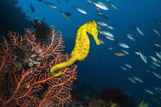 シーホースに関する面白い9つの事実 | BLDB.jp - ビルディングブロック